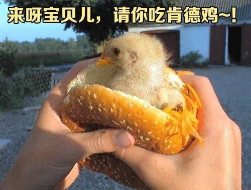 带有菊字的诗句