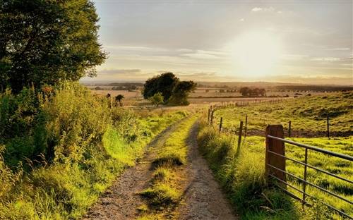 描写木槿花的诗句