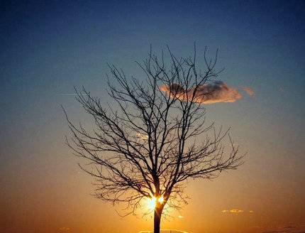 古诗中爱情的诗句