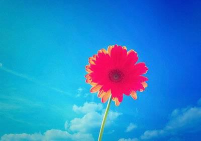 赞美腊梅的诗句