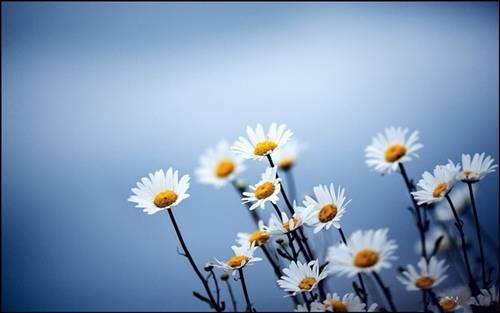 游土楼导游词1字