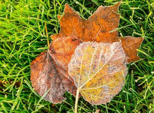 菜溪岩后黄导游词