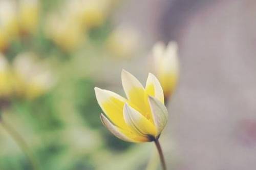 山东李清照导游词