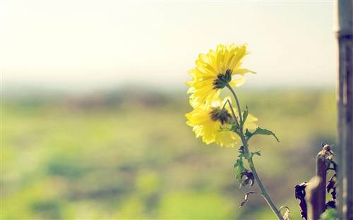 来重庆玩的导游词