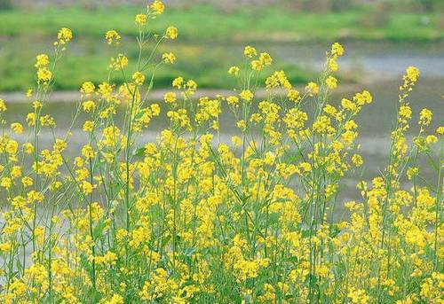 百丽杜鹃导游词