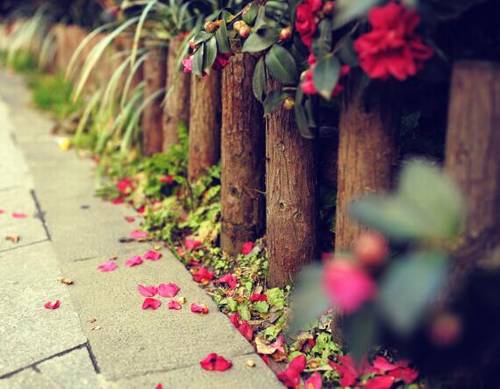 月夜游园的诗句