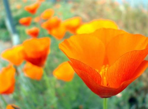 形容爱情甜蜜的古诗词