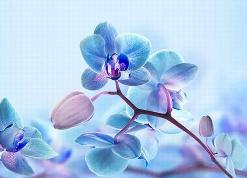 九上语文所有古诗