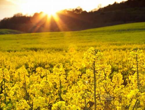 描写采峰农诗句