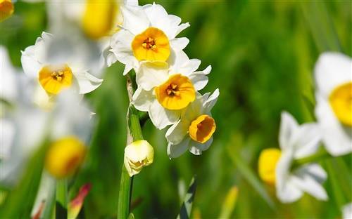 描绘夏天的诗句