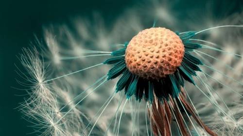 柿子的诗句经典语录