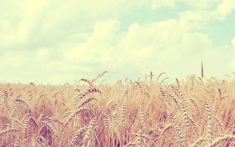 果实挂满枝头的古诗