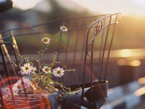 形容狗牙花的诗句