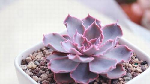 形容灵动的诗句