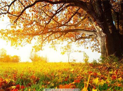 长春杏花村导游词