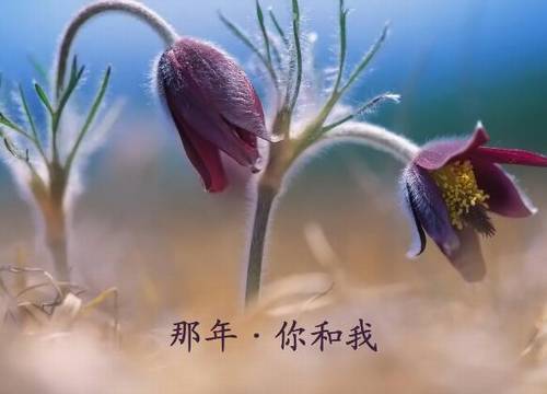 巧虎古诗唱游登鹳雀楼