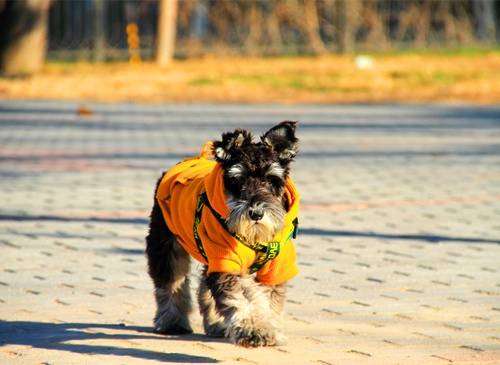 普者黑导游词豆丁网