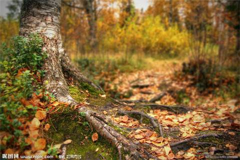 含长安道的诗句