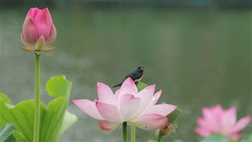 旅游胜地的导游词