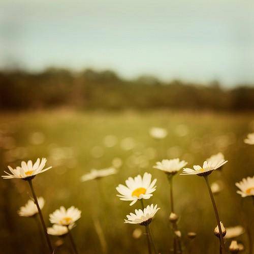 柳姓民居导游词