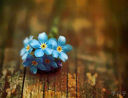 红楼梦中花名及其诗句