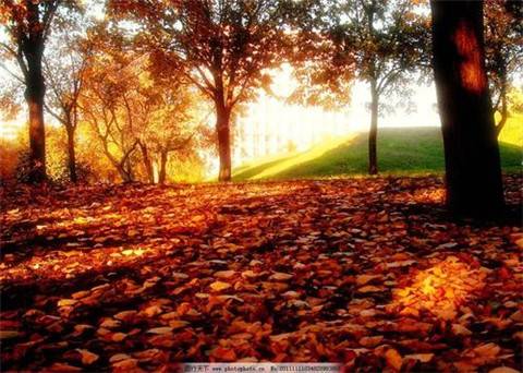 赞美西域的诗句