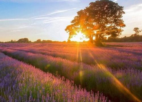 古诗文朗读比赛宣传稿