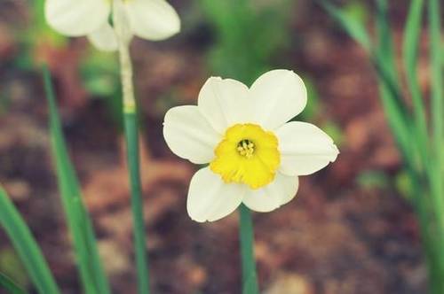 古诗孤雁的意思