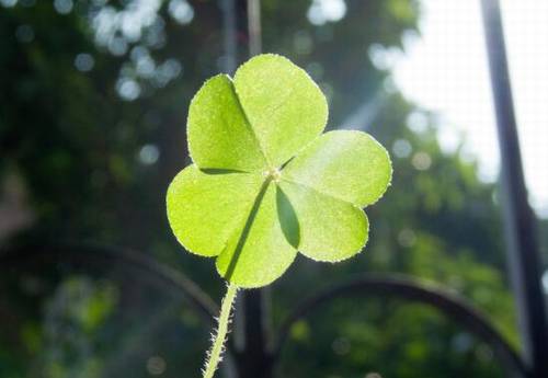 古诗草配图简笔画