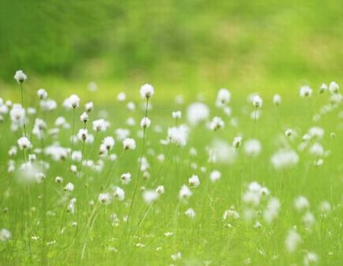 山行古诗教学设计