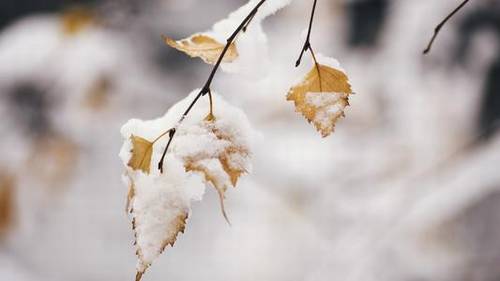 写重庆的导游词