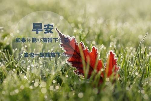 梅花的诗句陆游