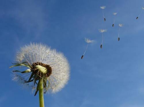 浮生半日的诗句