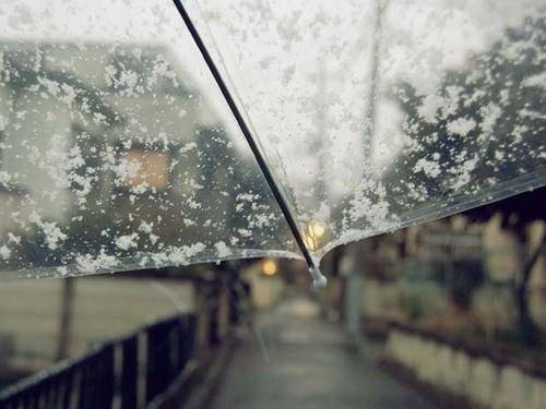 柳浪闻莺的诗句