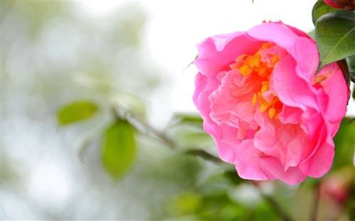 庐山诗句白居易