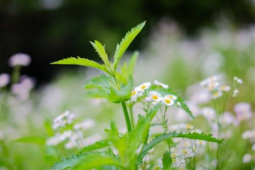 赞美好少年的诗句