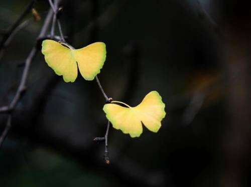 幼儿园古诗元日教案