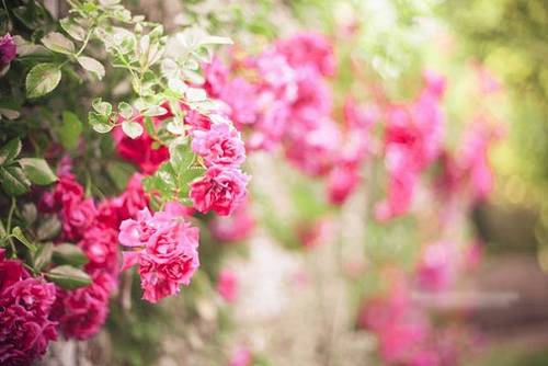 关于牡丹的诗句古诗词