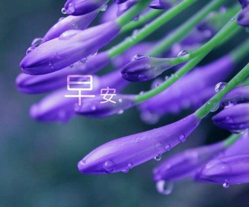 七里坪高庙导游词