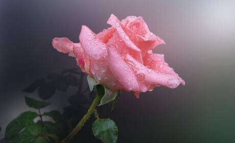 带李和石的古诗词