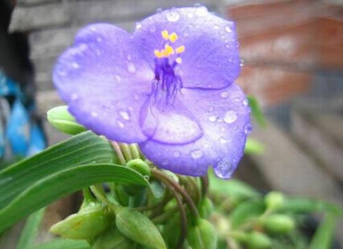 简短古诗越多越好