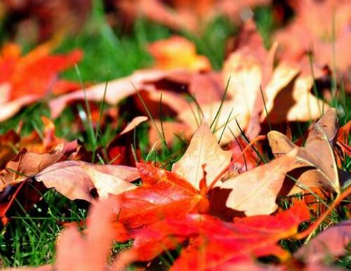 华三川古诗配画作品