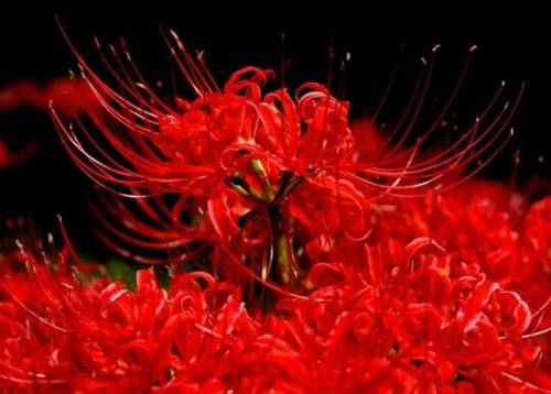 景点英语导游词范文