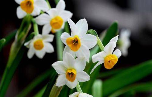 有关黄河的古诗两句