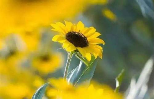 小学生古诗劝学