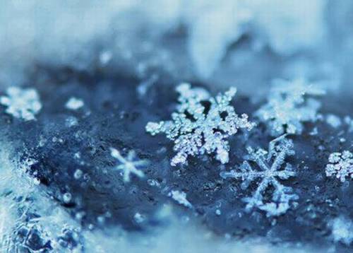 关于花的古诗整首