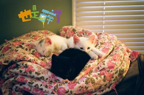 普陀山观音跳导游词