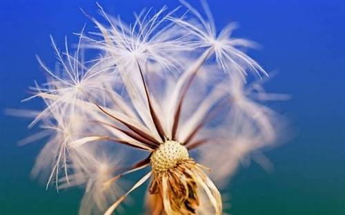 高明导讲寺导游词