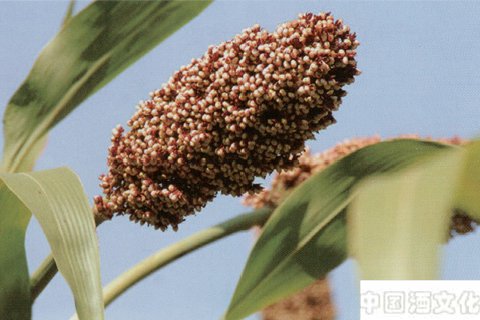 酿酒的主要原料由哪些_调制酿造