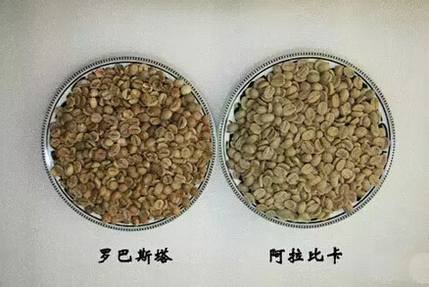 关于coffee你不可以不知道的6件事